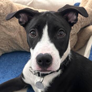 Thumper -  Mixed Breed Dog for Adoption in Oakville, Ontario - Thumper | PetCurious