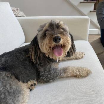 Brie -  Aussiedoodle Dog for Adoption in Gainesville, Georgia - Brie | PetCurious