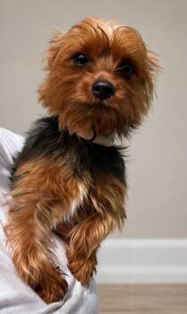 Yorkshire Terrier Dogs Available for Adoption in Hardeeville, South Carolina - Rico | PetCurious