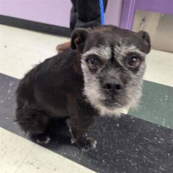 61647809 -  Terrier and Mixed Breed Dog for Adoption in El Paso, Texas - 61647809 | PetCurious