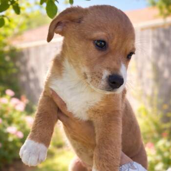 American Staffordshire Terrier Dogs Available for Adoption in Magnolia, Texas - Turbo | PetCurious