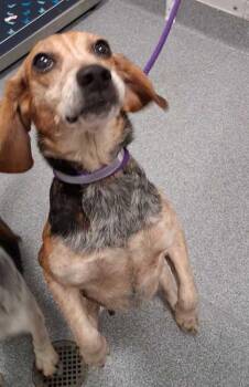 Marilyn Monroe -  Mixed Breed Dog for Adoption in Sevierville, Tennessee - Marilyn Monroe | PetCurious