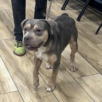 Chief -  Pit Bull Terrier Dog for Adoption in Newark, New Jersey - Chief | PetCurious