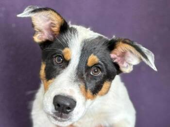 Soren -  Mcnab and Australian Shepherd Dog for Adoption in Portland, Oregon - Soren | PetCurious