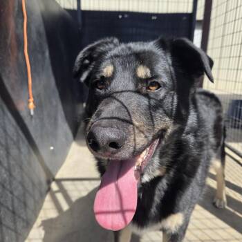 Stryker -  Mixed Breed Dog Available for Adoption in Pagosa Springs, Colorado - Stryker | PetCurious