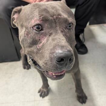 Yagami -  Mixed Breed Dog for Adoption in Philadelphia, Pennsylvania - Yagami | PetCurious