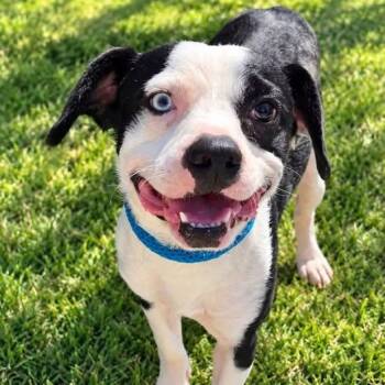 Zero -  Mixed Breed Dog for Adoption in Warren, Ohio - Zero | PetCurious