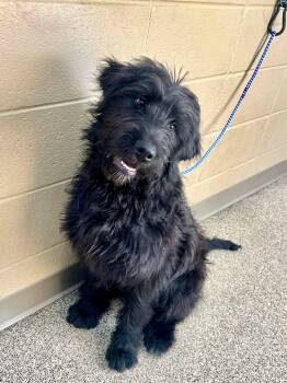 Poodle and Great Pyrenees Dogs Available for Adoption - Cowboy | PetCurious