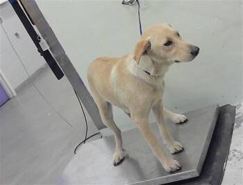 Labrador Retriever and Mixed Breed Dogs Available for Adoption - NIA | PetCurious
