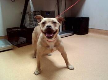 Pit Bull Terrier and Mixed Breed Dogs Available for Adoption in Martinez, California - TWINKIE | PetCurious
