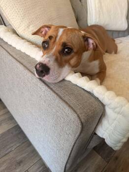 Georgia -  American Staffordshire Terrier and Boxer Dog for Adoption in Phoenix, Arizona - Georgia | PetCurious