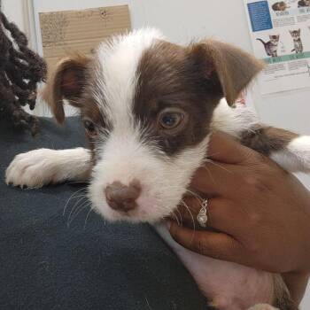 Melo -  Terrier and Mixed Breed Dog for Adoption in Birmingham, Alabama - Melo | PetCurious