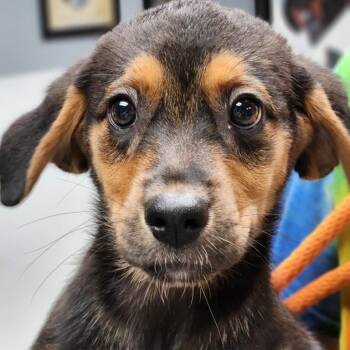 French Pea -  Beagle and Rottweiler Dog for Adoption - French Pea | PetCurious