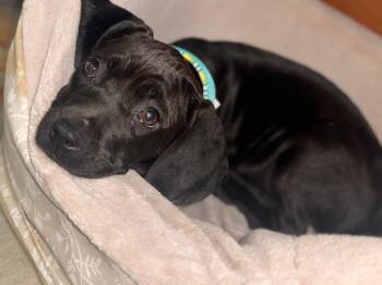 Labrador Retriever and Great Dane Dogs Available for Adoption in Labelle, Florida - Mookie | PetCurious