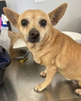 Chihuahua Dogs Available for Adoption in Cleveland, Tennessee - Squirt | PetCurious