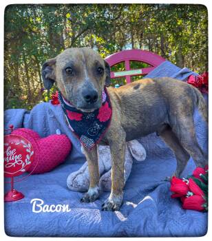 Cattle Dog Dogs Available for Adoption - Bacon | PetCurious
