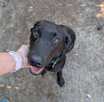 Rescue Labrador Retriever Dogs for Adoption in Statesboro, Georgia - DJ | PetCurious