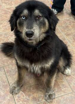 Smooth Collie and Australian Shepherd Dogs Available for Adoption - Cowboy | PetCurious