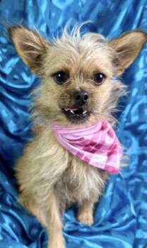 Rescue Brussels Griffon Dogs for Adoption in Hondo, Texas - Nelly - Brussels Griffon Mix Baby | PetCurious