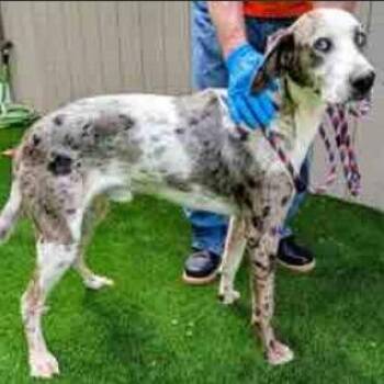 Great Dane and Hound Dogs Available for Adoption in Fairfax, Virginia - Big Boy | PetCurious