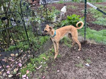 Rescue Whippet and Greyhound Dogs for Adoption in Larkfield-wikiup, California - Hank | PetCurious