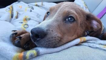 Pumpkin -  Hound Dog for Adoption in Palos Heights, Illinois - Pumpkin | PetCurious