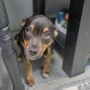 Hound and Mixed Breed Dogs Available for Adoption in Pawling, New York - Eliza | PetCurious