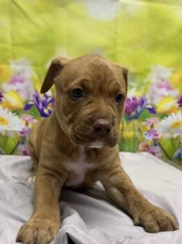 Terrier and Mixed Breed Dogs Available for Adoption in San Antonio, Texas - Ash | PetCurious