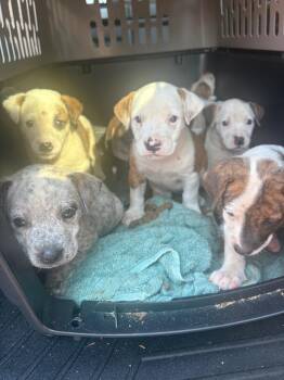 Sequoia- Yellow -  Catahoula Leopard Dog Dog for Adoption in Charlotte, Michigan - Sequoia- Yellow | PetCurious