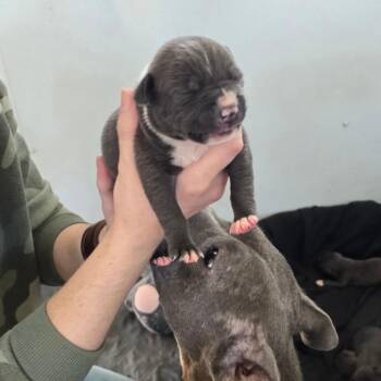 Mixed Breed Dogs Available for Adoption in Hinesville, Georgia - Legolas | PetCurious