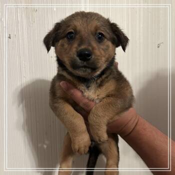 FWT Alabama -  Black Labrador Retriever and Border Collie Dog for Adoption in Midland, Texas - FWT Alabama | PetCurious