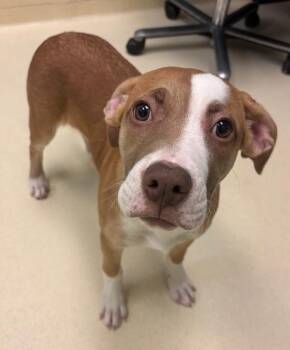 Pit Bull Terrier Dogs Available for Adoption - Twinkie | PetCurious