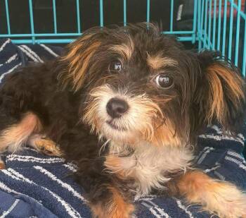 Hopper -  Aussiedoodle Dog for Adoption in Anniston, Alabama - Hopper | PetCurious