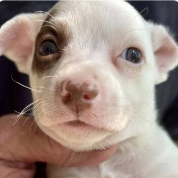 Ace -  Terrier Dog for Adoption in Larkfield-wikiup, California - Ace | PetCurious