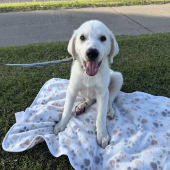 Cotton -  Great Pyrenees Dog for Adoption in Harlingen, Texas - Cotton | PetCurious