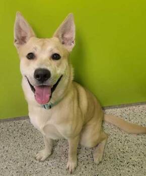 Rescue Mixed Breed Dogs for Adoption in Kansas City, Missouri - Whitaker | PetCurious