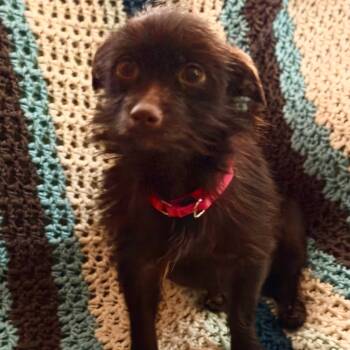 Rescue Chihuahua and Terrier Dogs for Adoption in Kansas City, Missouri - Skeeter | PetCurious