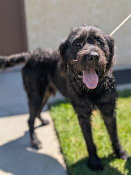 Rescue Labrador Retriever and Cane Corso Dogs for Adoption in Camarillo, California - COOPER | PetCurious