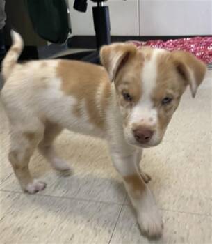Brittany Spaniel Dogs Available for Adoption - Barney A215908 | PetCurious