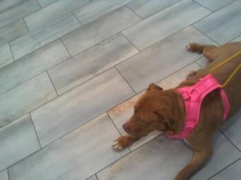 Mixed Breed Dogs Available for Adoption in Charlotte, North Carolina - A1263079 | PetCurious