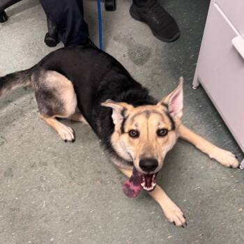 Luna -  Shepherd and Mixed Breed Dog for Adoption in Tampa, Florida - Luna | PetCurious