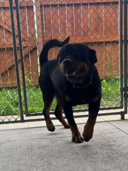 Bubbles -  Rottweiler Dog for Adoption in Auburn, Indiana - Bubbles | PetCurious