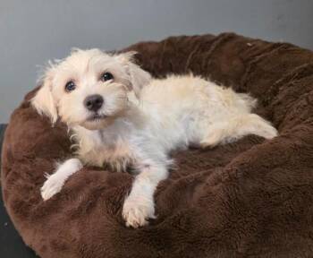Cotton -  Schnoodle and Miniature Poodle Dog for Adoption in Manvel, Texas - Cotton | PetCurious