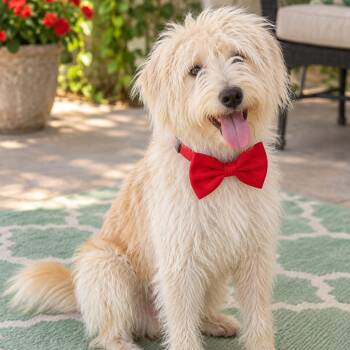 Marshmallow -  Miniature Schnauzer Dog for Adoption in Crosby, Texas - Marshmallow | PetCurious