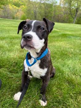 Mixed Breed Dogs Available for Adoption in Highland, New York - Goose | PetCurious
