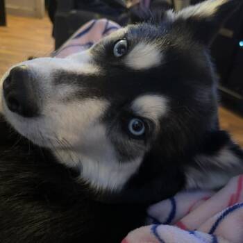 Bella (Beyya) -  Husky and Pomeranian Dog for Adoption in Ferndale, Michigan - Bella (Beyya) | PetCurious