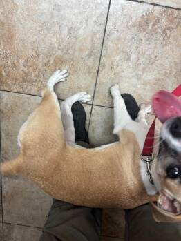 Sugar -  Mixed Breed Dog for Adoption in Cincinnati, Ohio - Sugar | PetCurious