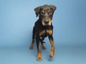 CANDY BAR -  Doberman Pinscher Dog for Adoption in Phoenix, Arizona - CANDY BAR | PetCurious