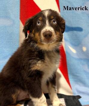 Maverick -  Australian Shepherd Dog for Adoption in Celina, Ohio - Maverick | PetCurious