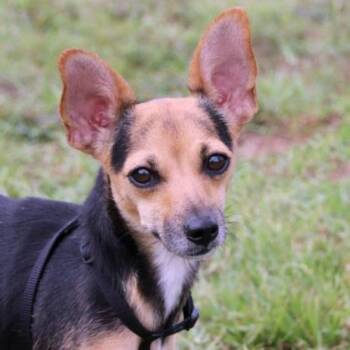Chihuahua Dogs Available for Adoption - Emma 4475 | PetCurious